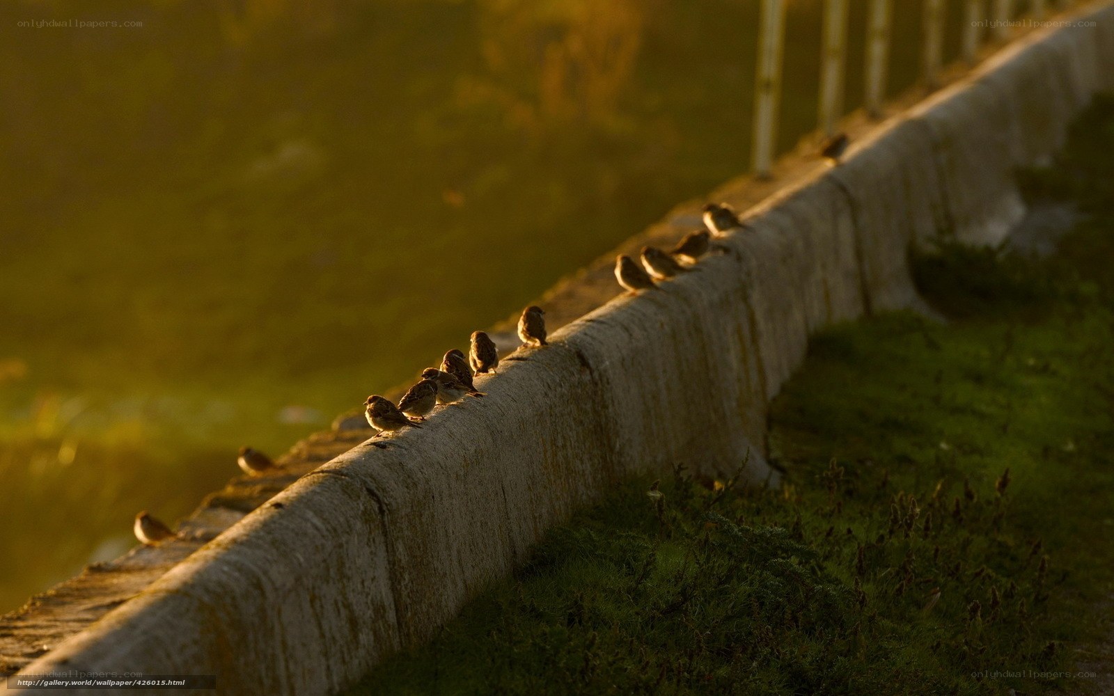 Sparrows on a wall at sunset