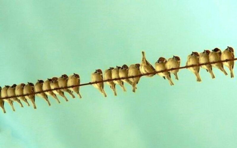 Sparrows on a Wire