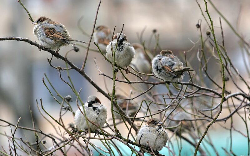 sparrows on bare branches