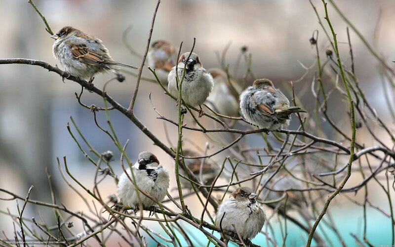 Sparrows on bare branches