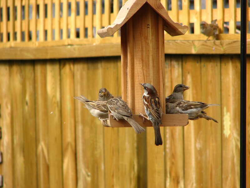 Sparrows on Bird Feeder