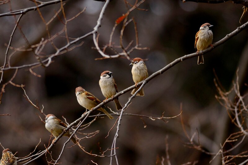 Sparrows on Branches — Brown, Calm