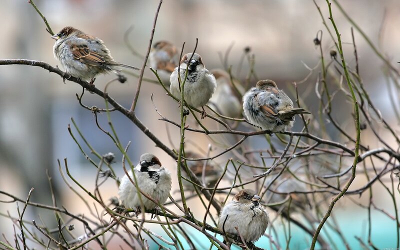 Sparrows on Branches — Brown, Calm, Winter, Photograph