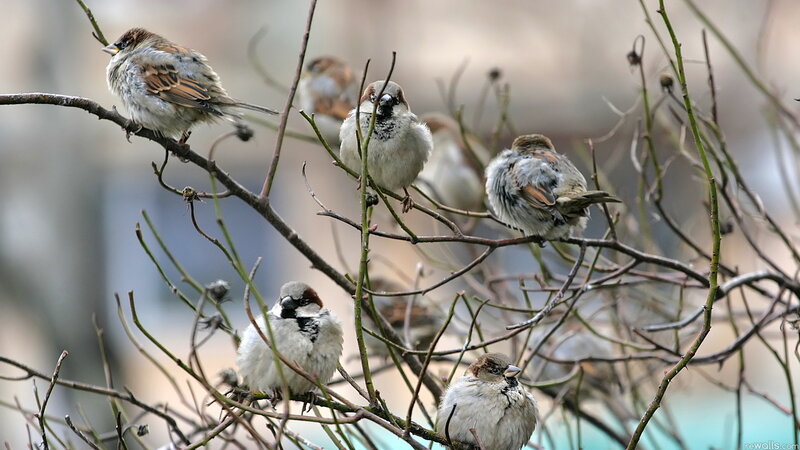 Sparrows on Branches — Brown