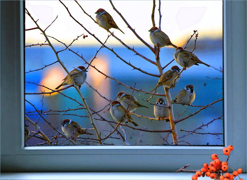 Sparrows on Branches