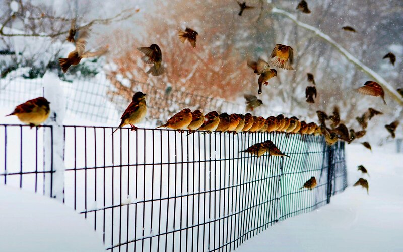 Sparrows on Fence