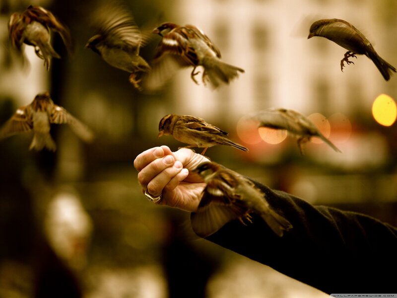 Sparrows on Hand