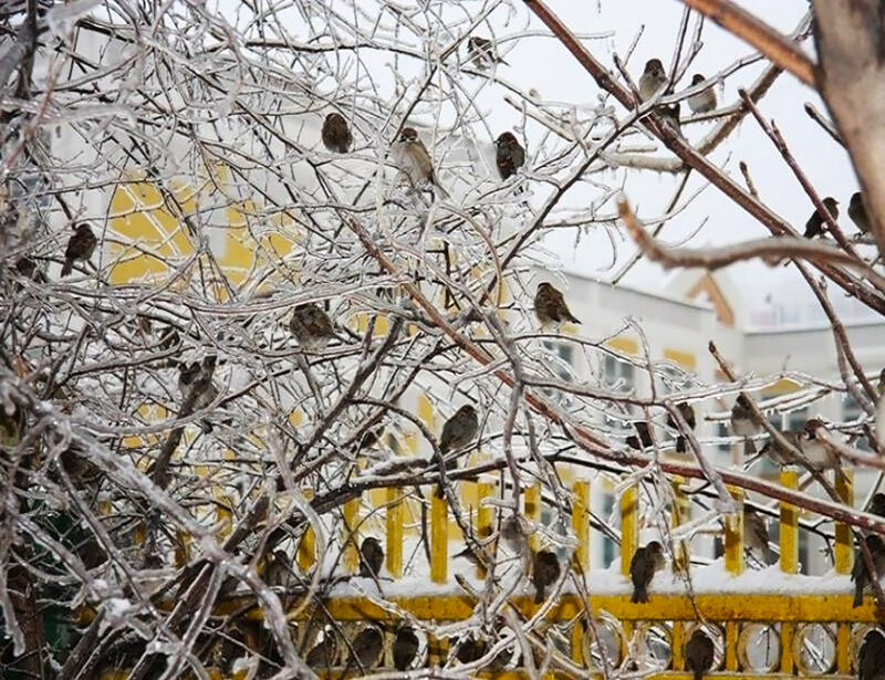 Sparrows on Icy Branches — White