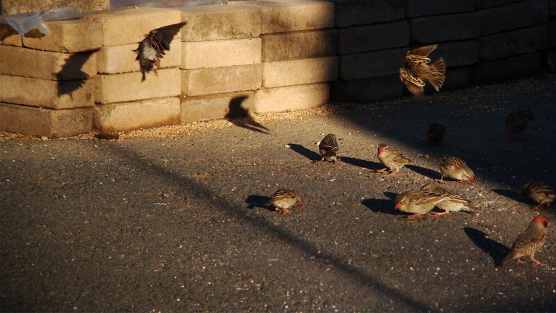 Sparrows on Pavement — Brown