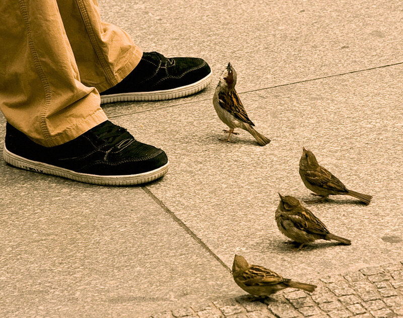 Sparrows on Pavement