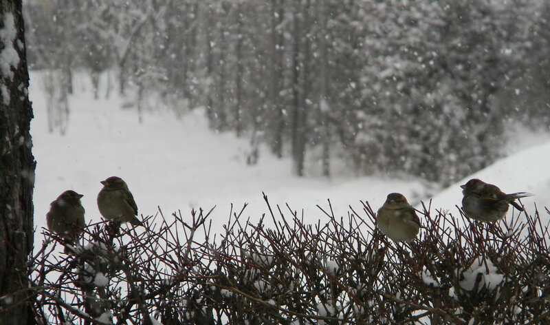 Sparrows on Snowy Bush