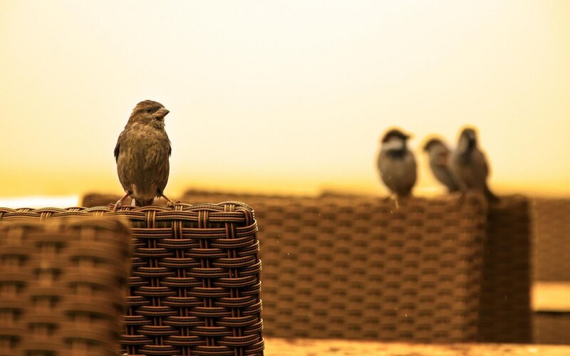 Sparrows on Wicker Furniture