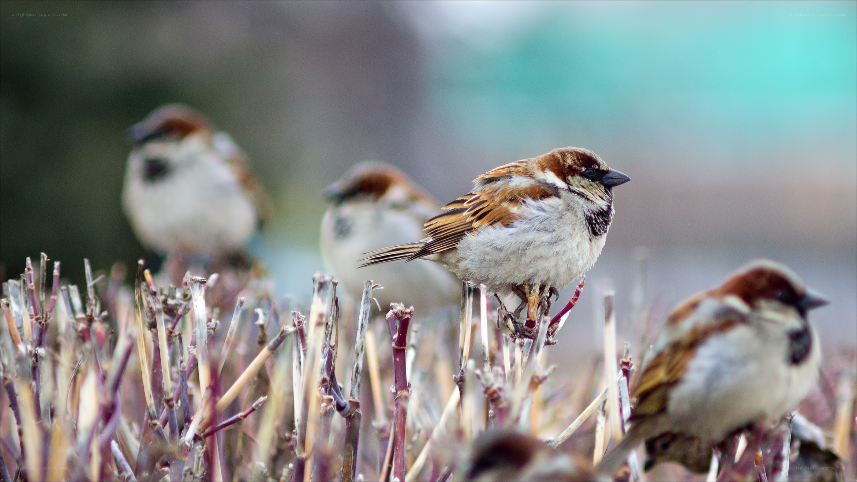 Sparrows perched on dry stalks