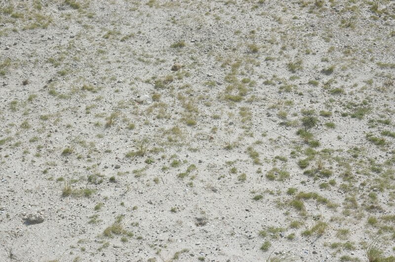 sparse grass on sandy ground