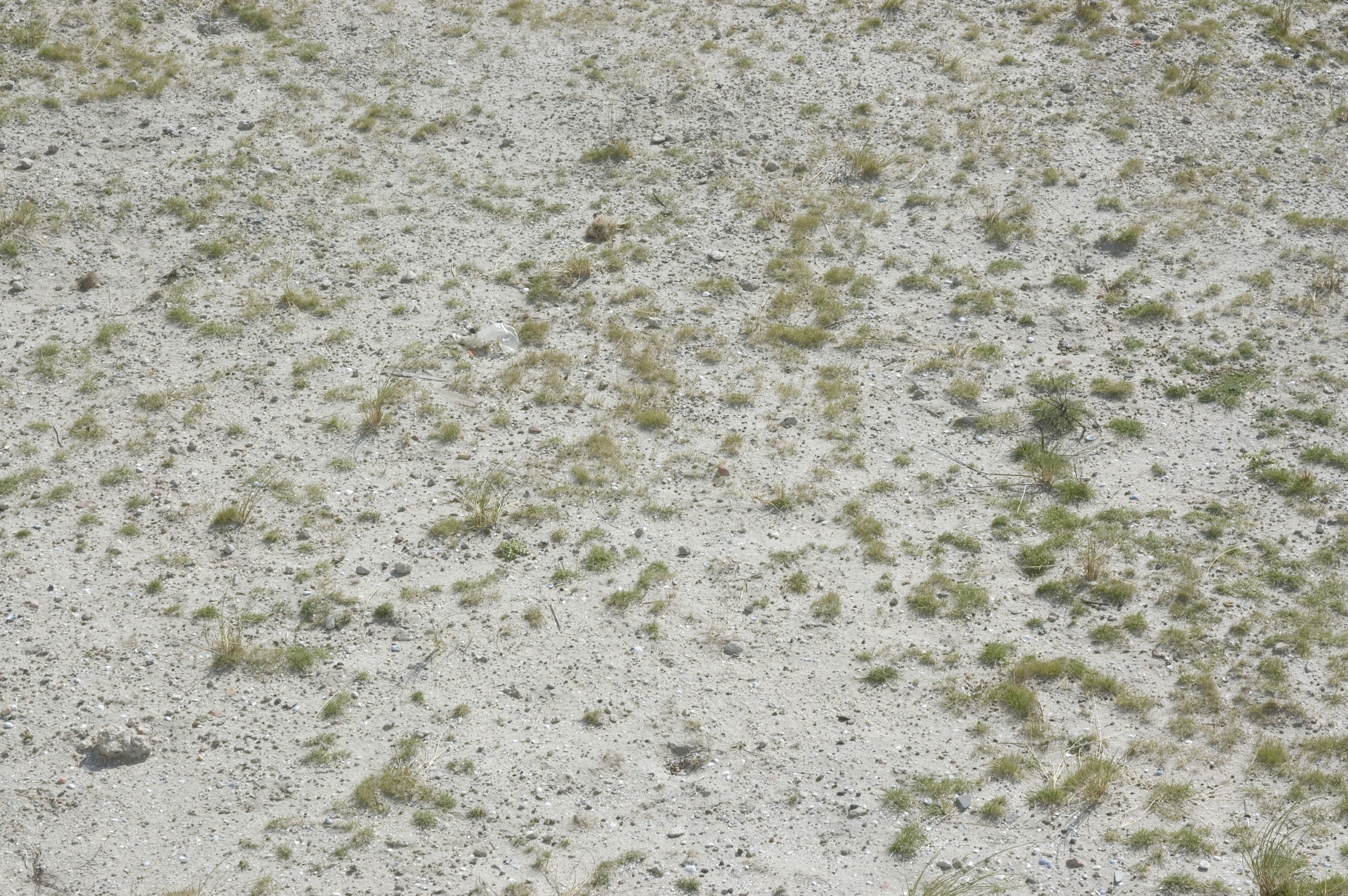 sparse grass on sandy ground