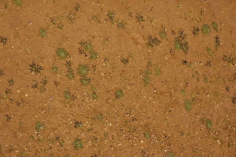 sparse vegetation on dry soil