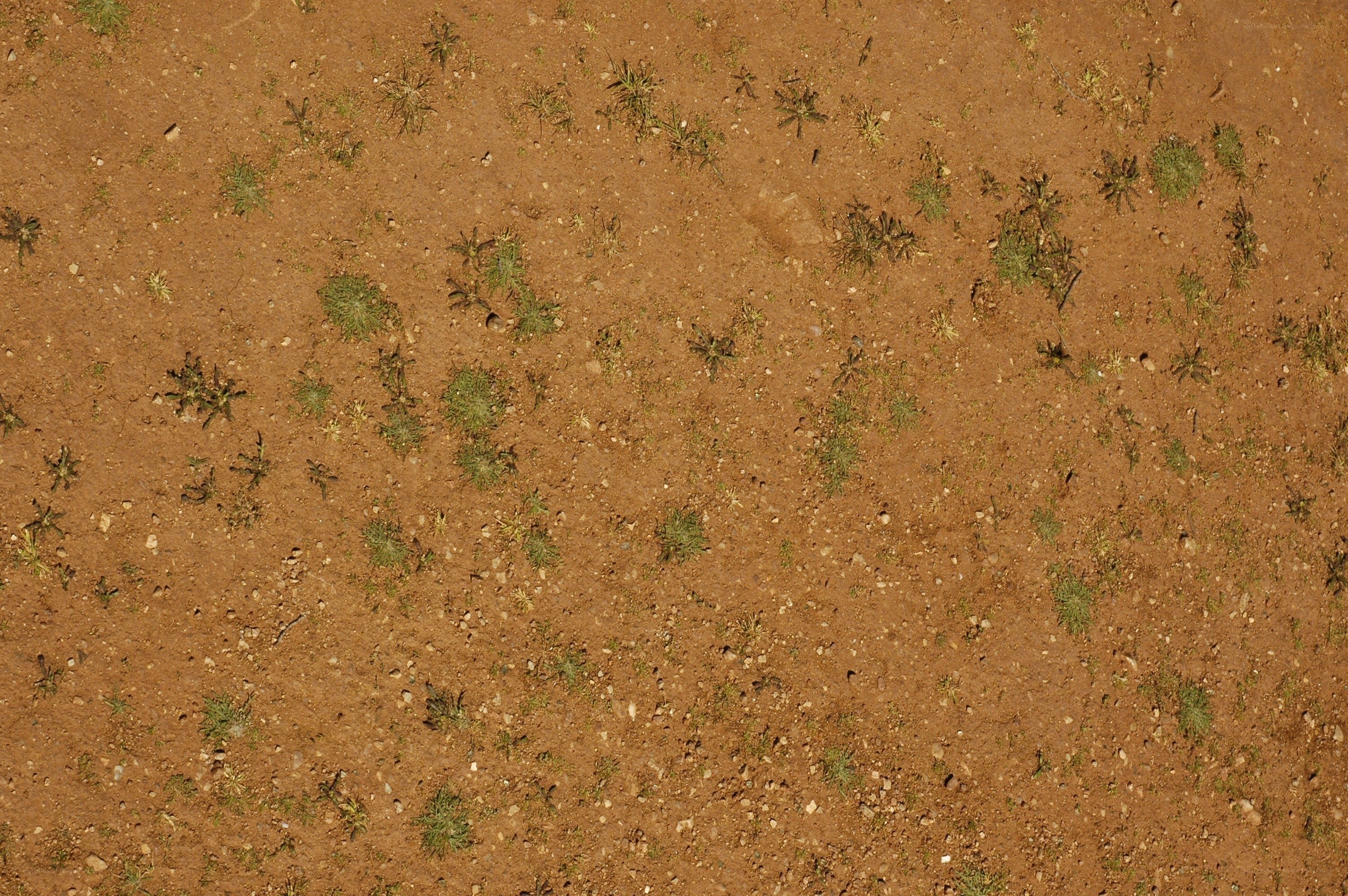 sparse vegetation on dry soil