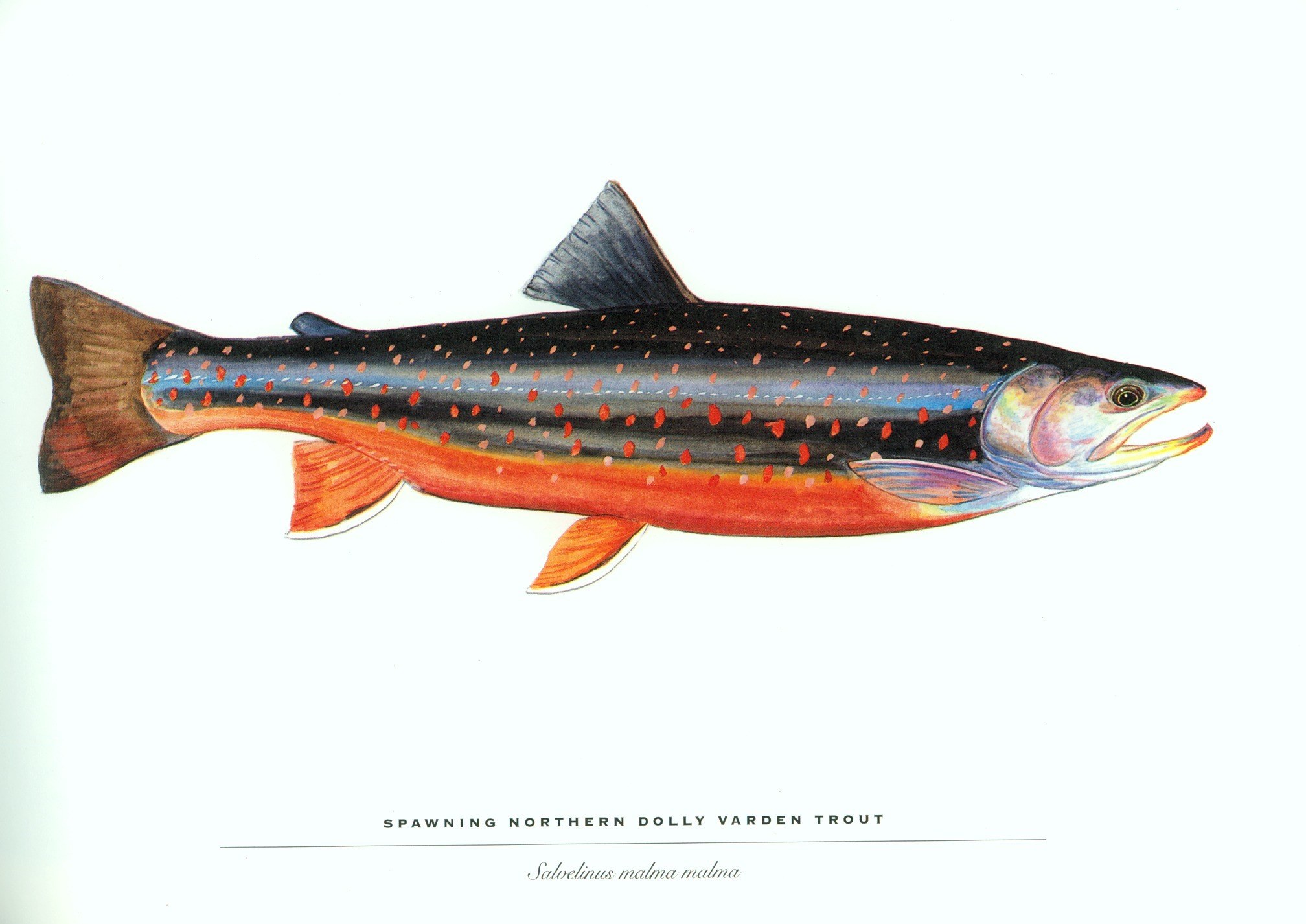 Spawning Northern Dolly Varden Trout