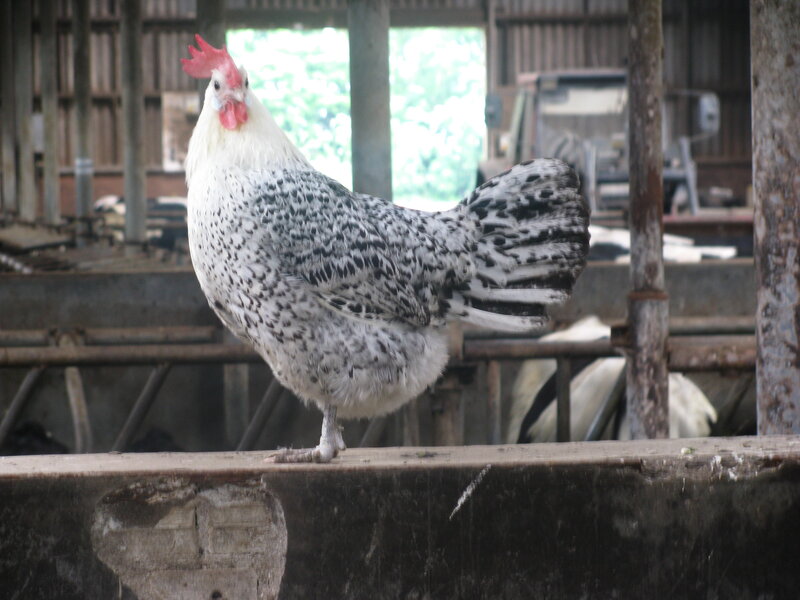 speckled chicken on a fence