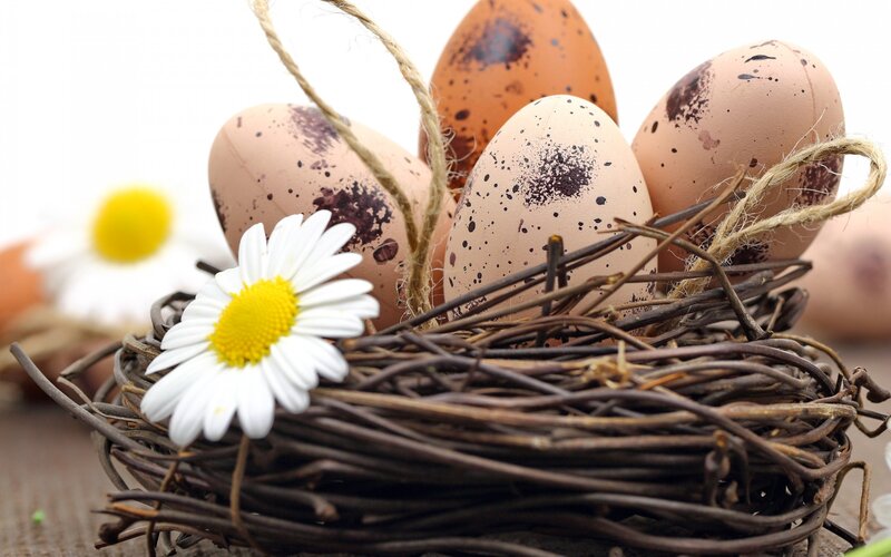 Speckled Eggs in Nest — Brown, Serene