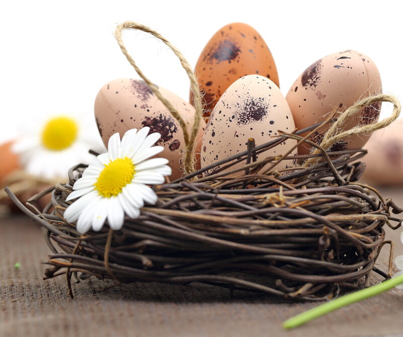 Speckled Eggs in Nest — Brown