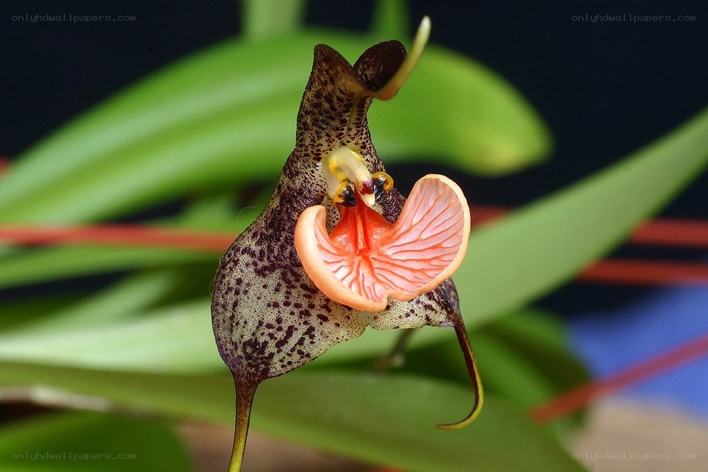 Speckled orchid with pink lip
