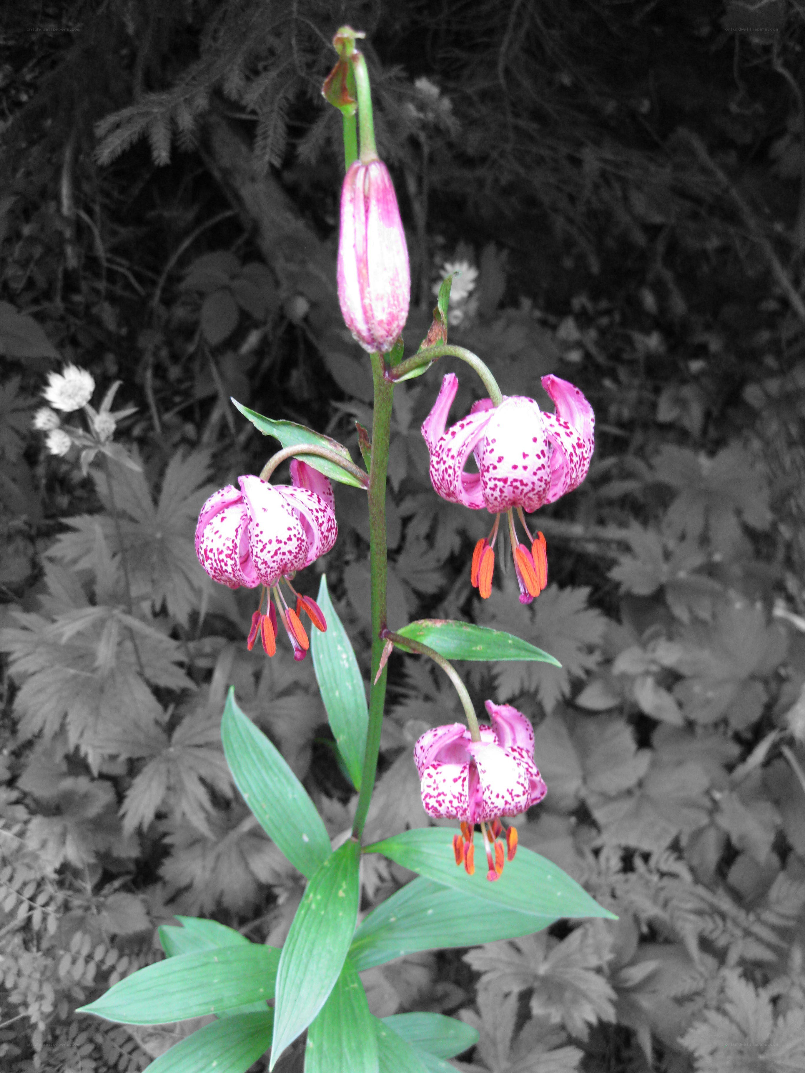 Speckled pink lilies in forest