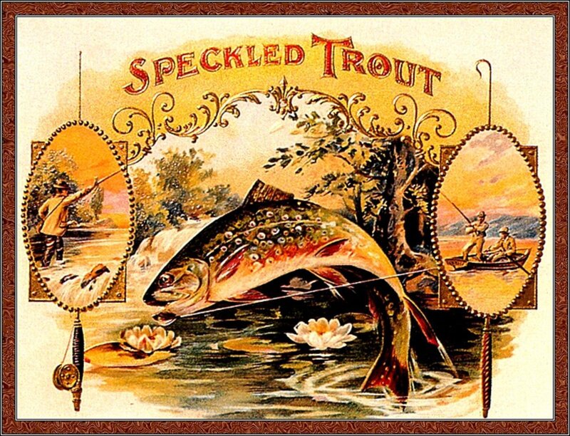Speckled Trout Fish