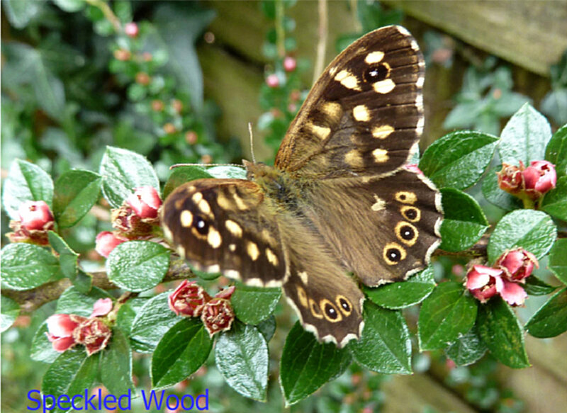 Speckled Wood Butterfly