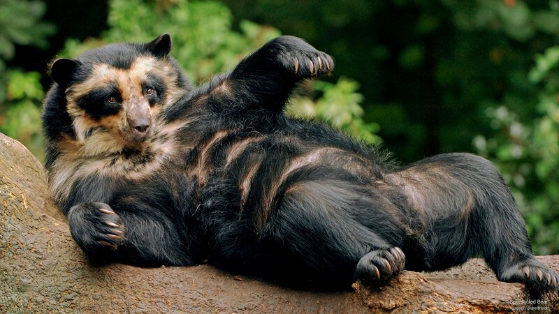 Spectacled Bear Lying Down