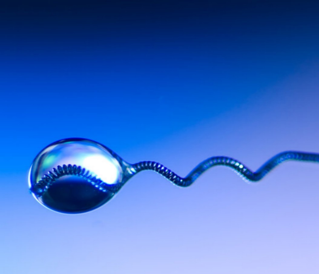 sperm cell under microscope