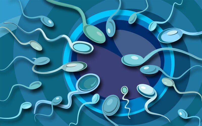 sperm cells approaching egg
