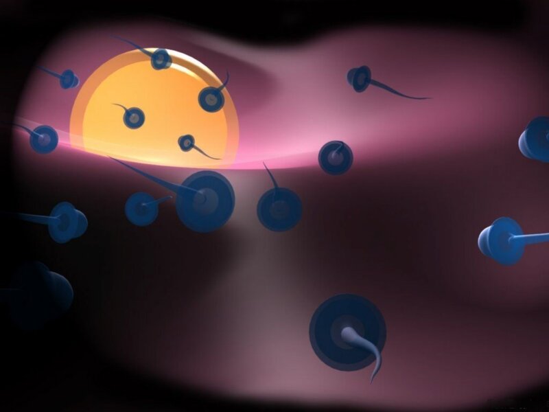 sperm fertilizing an egg