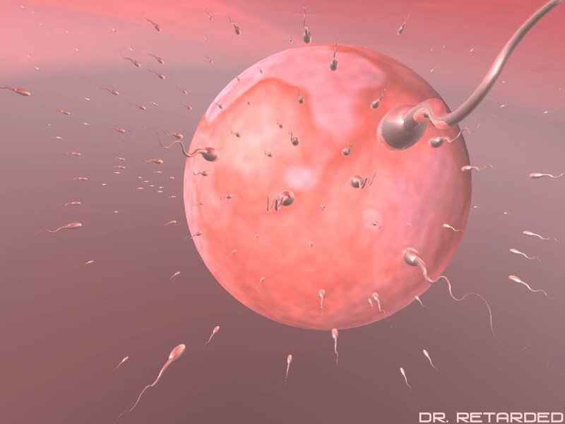 sperm fertilizing egg cell
