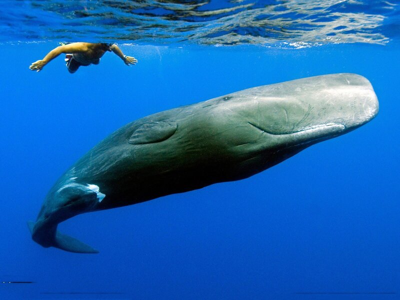 Sperm Whale Swimming — Blue