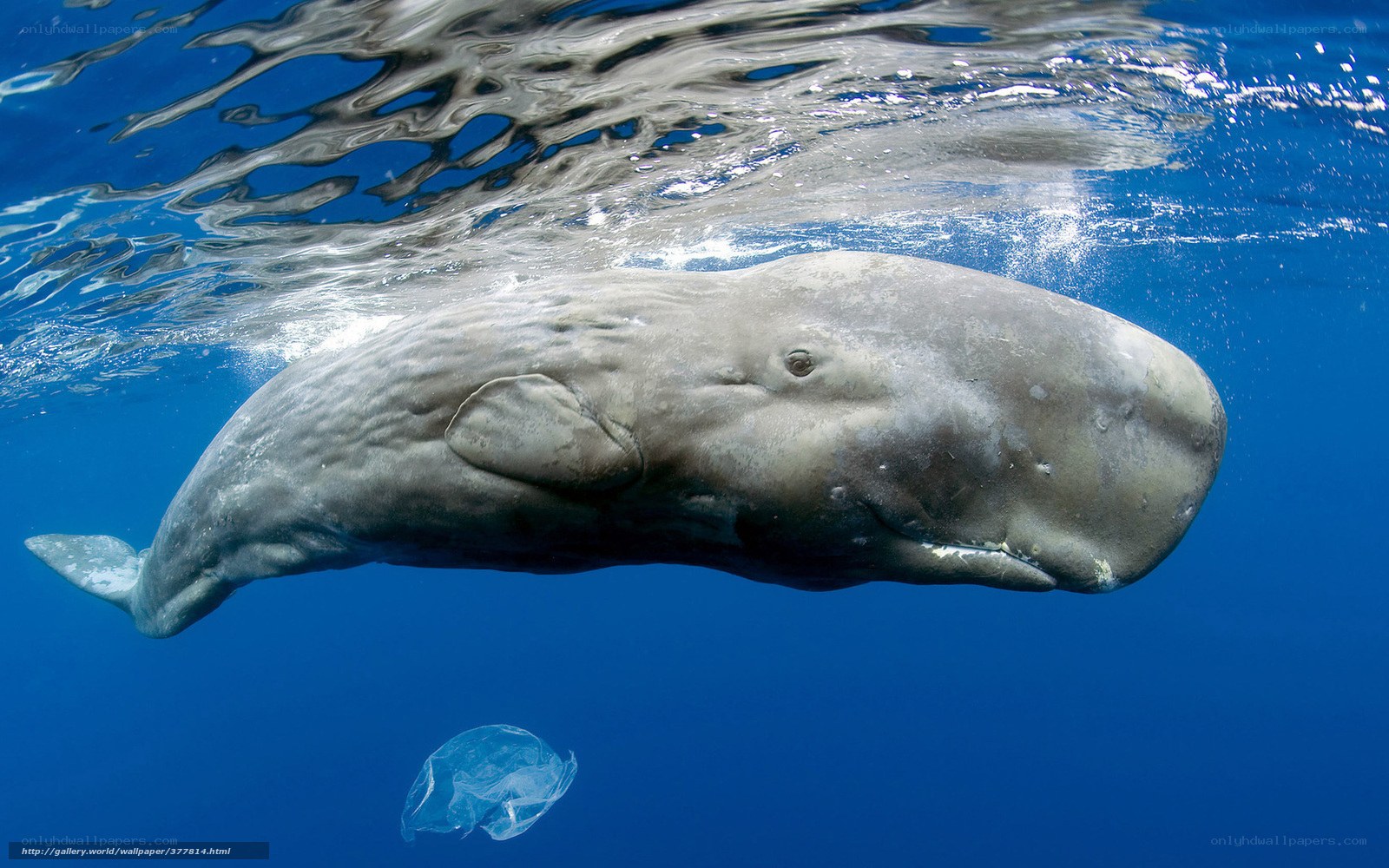 Sperm whale underwater