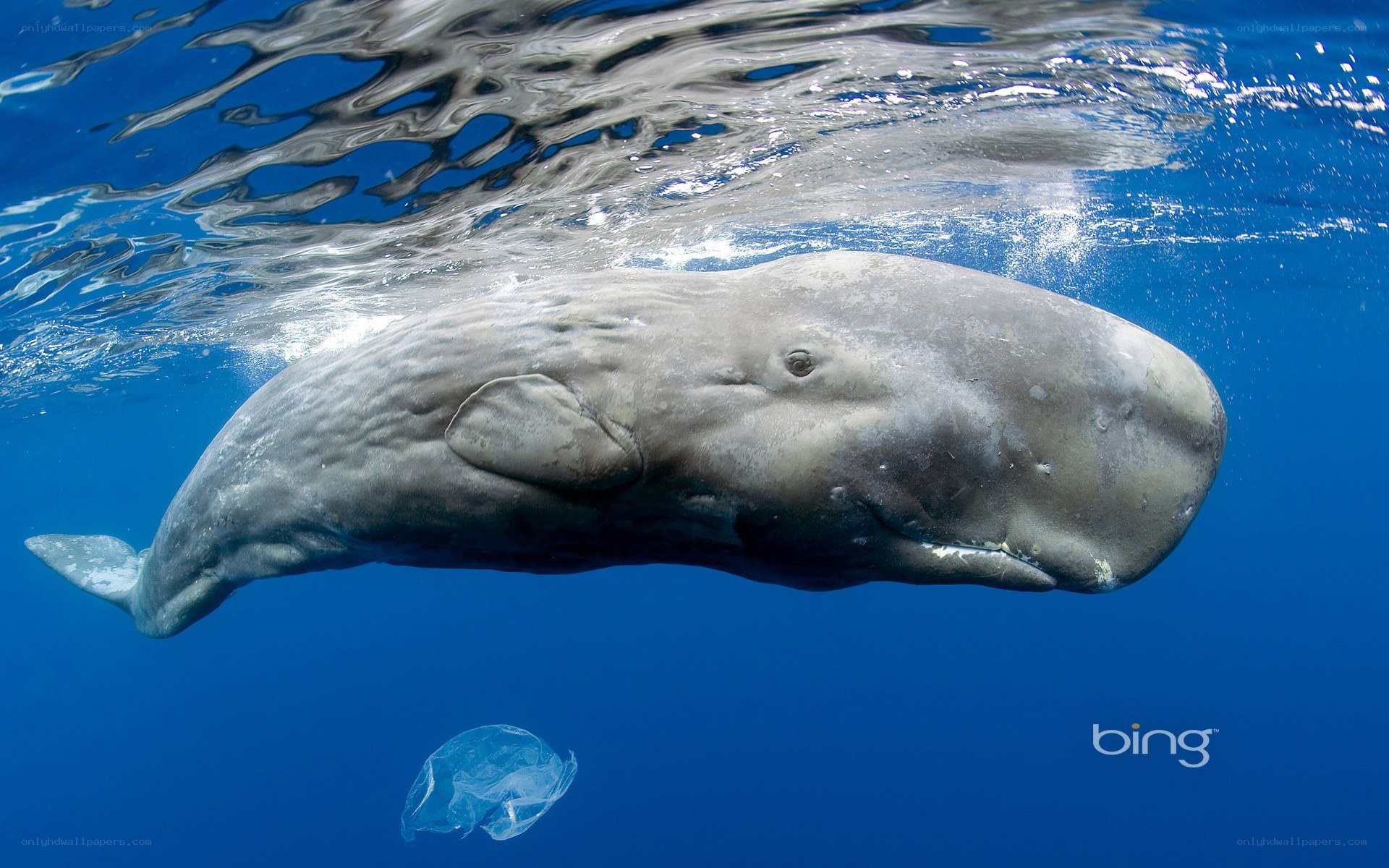 Sperm whale underwater
