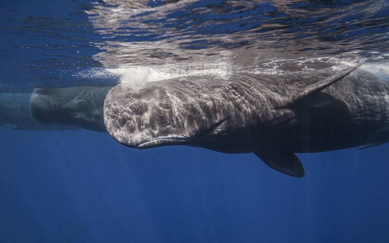 Sperm Whale Underwater — Blue, Serene, Photograph, Ocean, Surface, Bubbles
