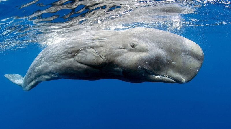 Sperm Whale Underwater — Blue, Serene, Photograph, Ocean, Surface