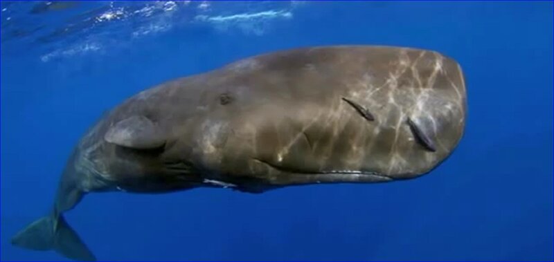 Sperm Whale Underwater — Blue, Serene, Photograph, Ocean
