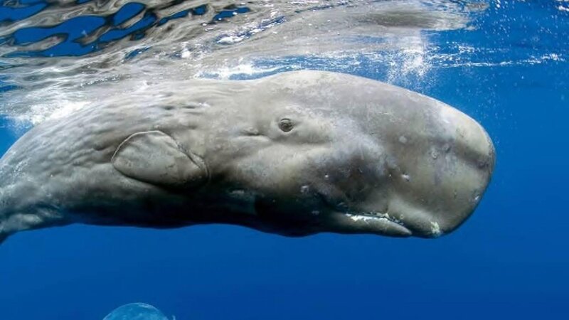 Sperm Whale Underwater — Blue, Serene, Photograph