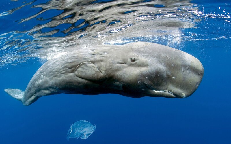 Sperm Whale Underwater — Blue, Serene