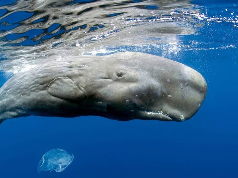 Sperm Whale Underwater — Blue