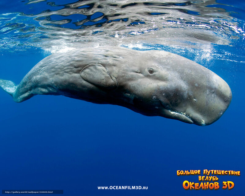 Sperm whale underwater