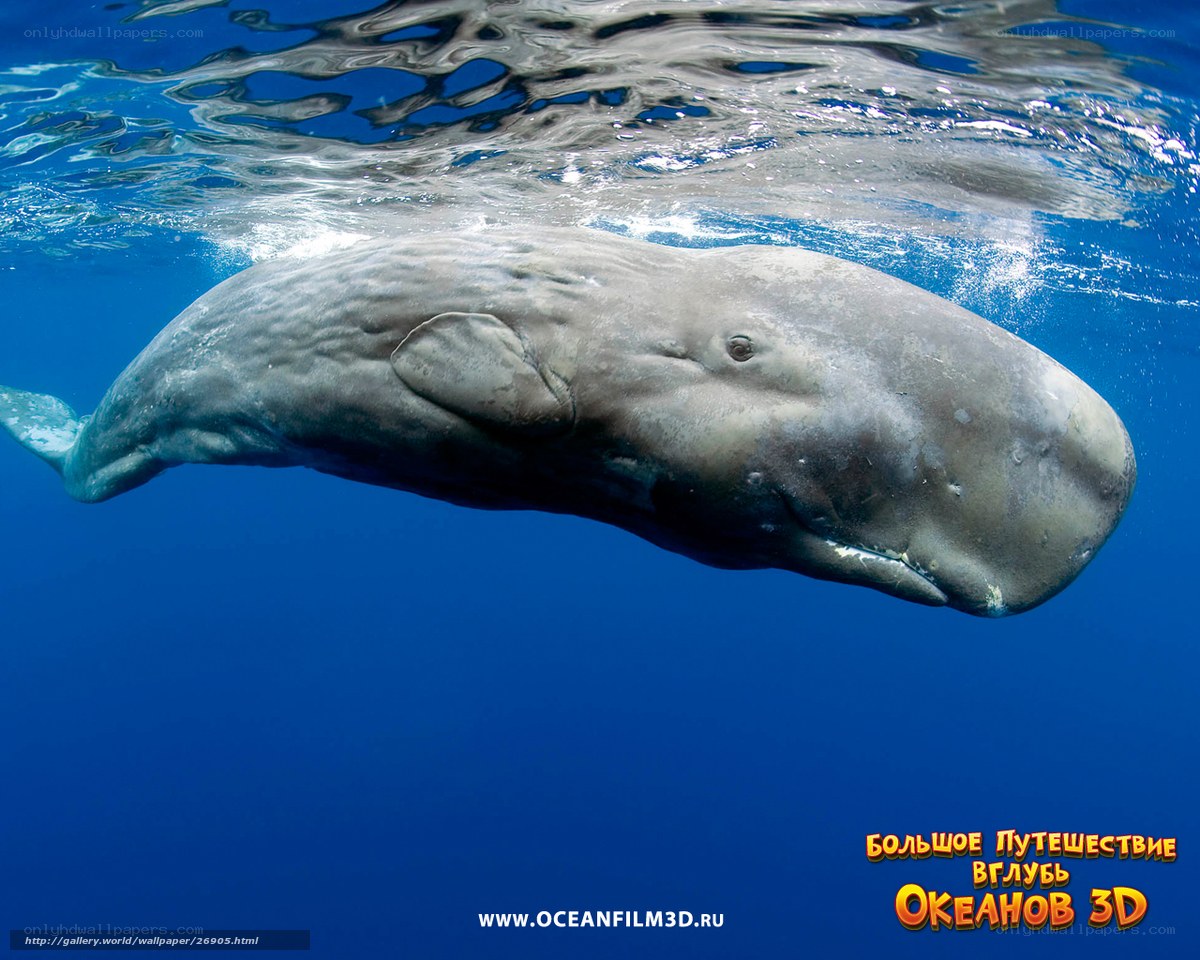 Sperm whale underwater