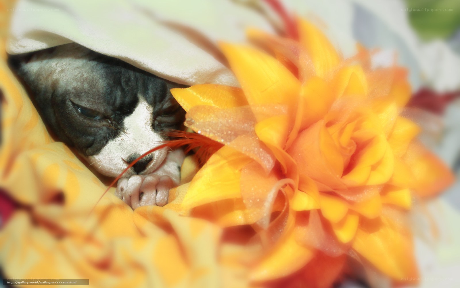 sphinx cat sleeping with flower