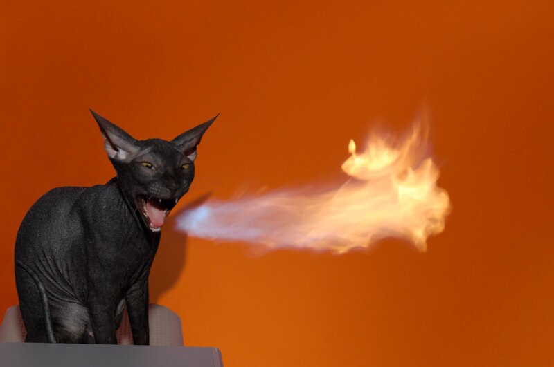 Sphynx Cat Breathing Fire