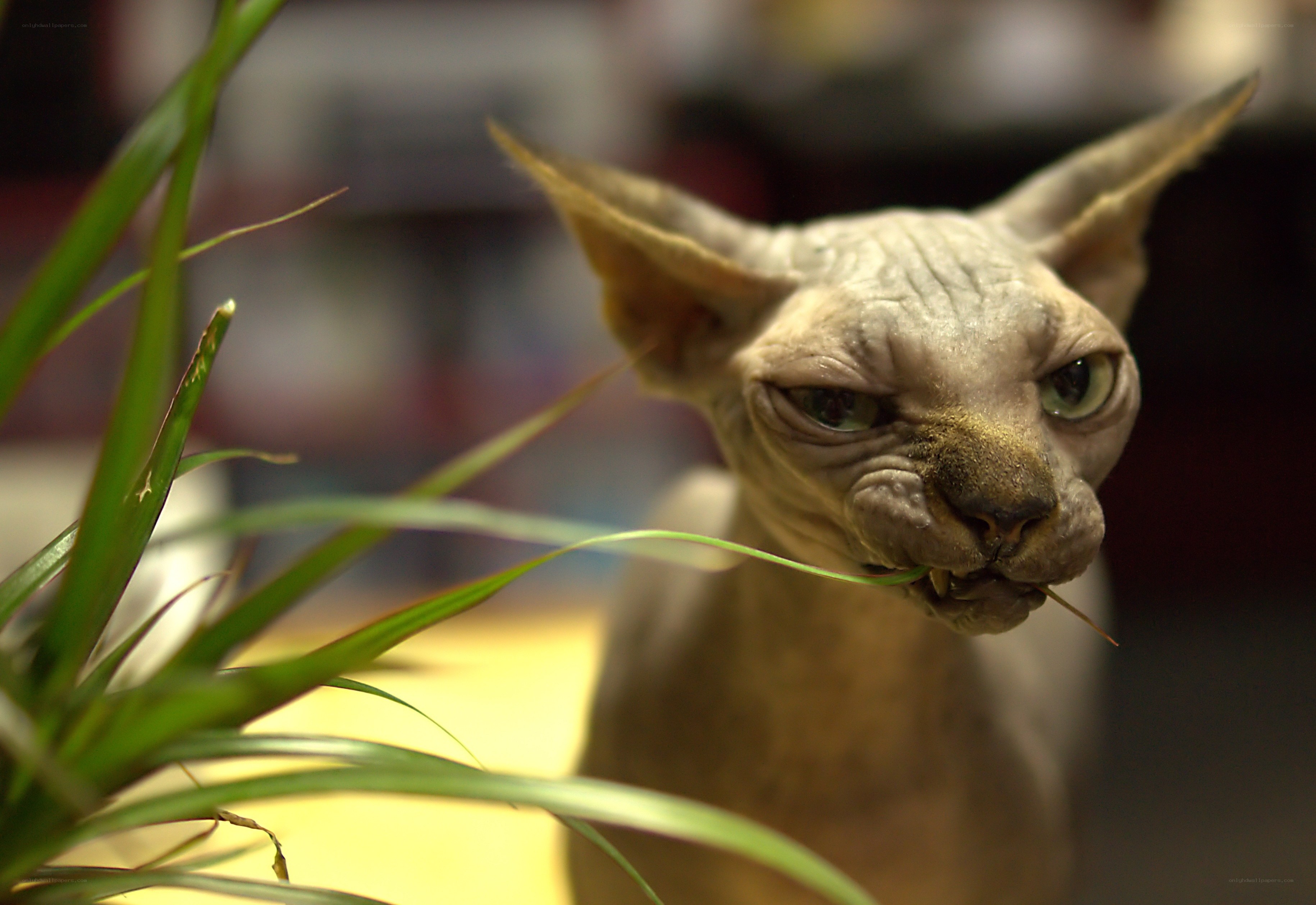 Sphynx cat eating plant