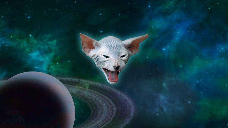 Sphynx Cat in Space