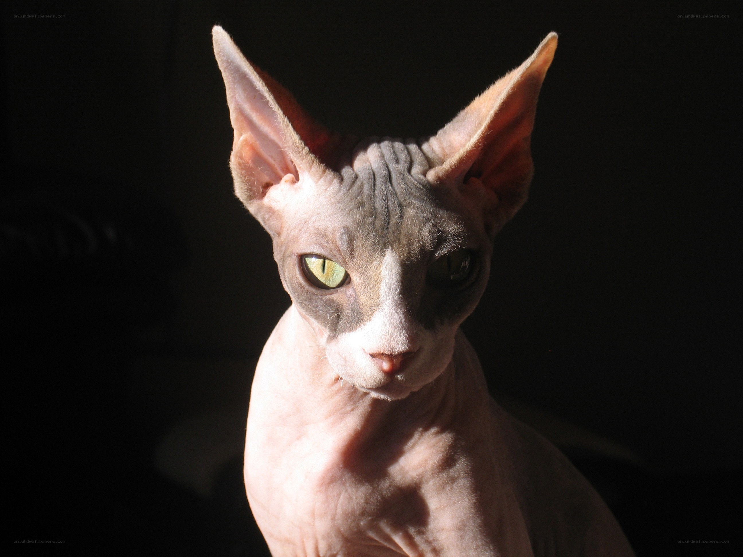 Sphynx cat in sunlight